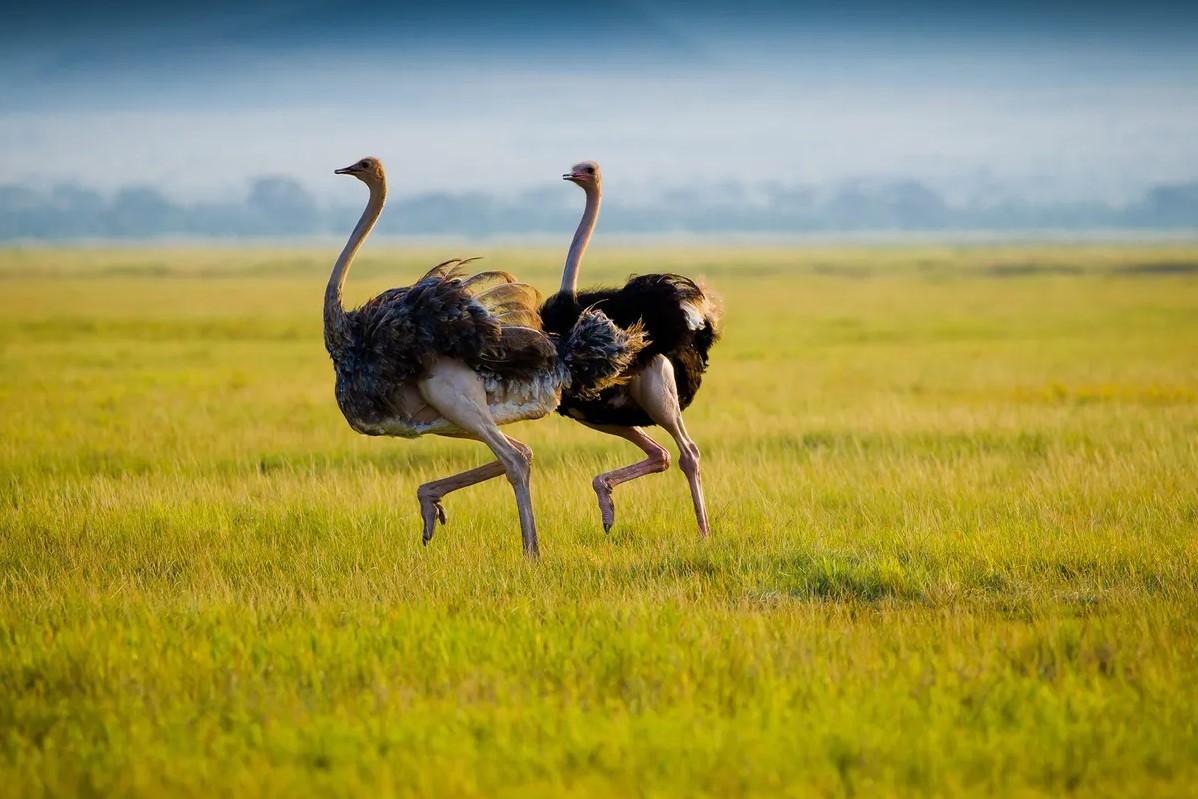 Ostriches in Africa - Arcadia Safaris