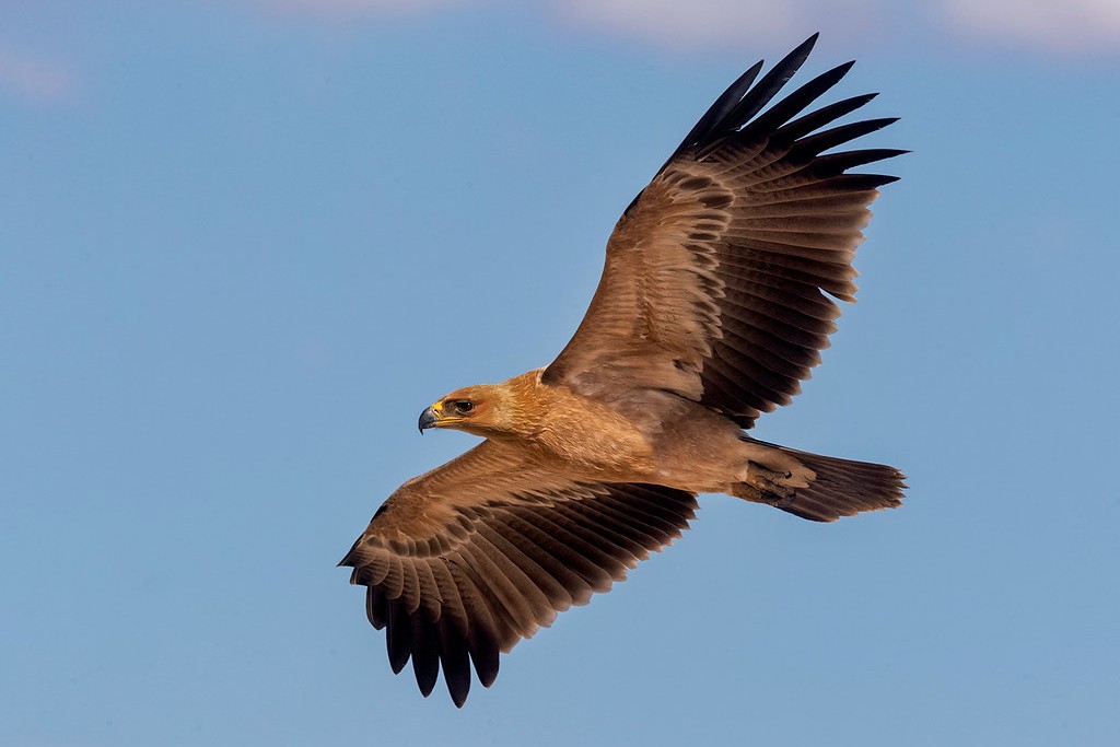 Tawny Eagle in Uganda - Aquila rapax