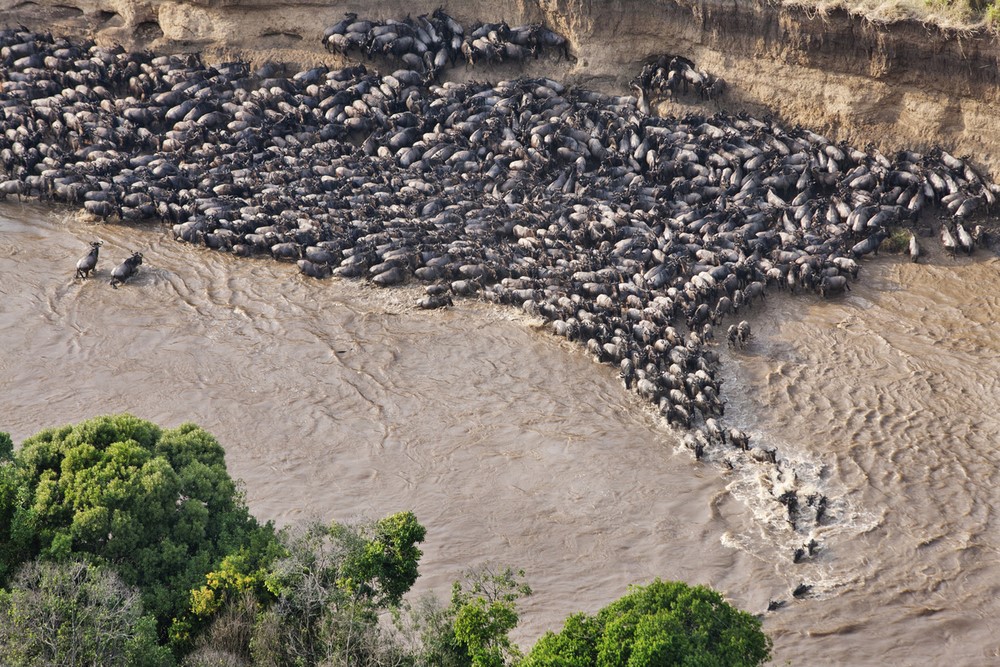 The Great Wildebeest Migration: When | How | Where - Arcadia Safaris