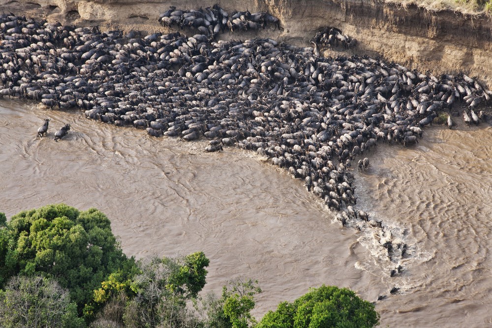 The Great Wildebeest Migration: When, How, Where
