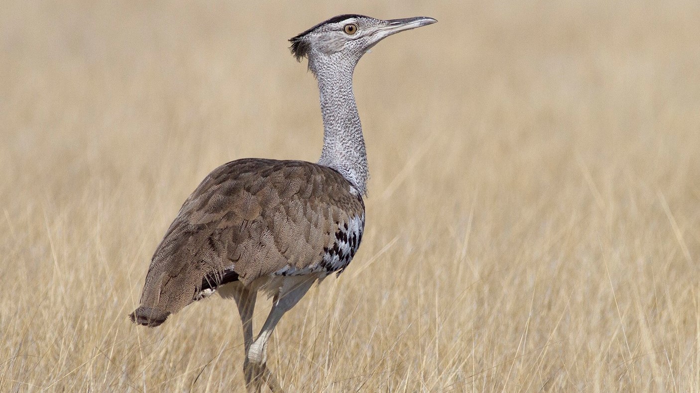 Kori Bustard in Uganda (Heaviest Flying Bird) - Arcadia Safaris