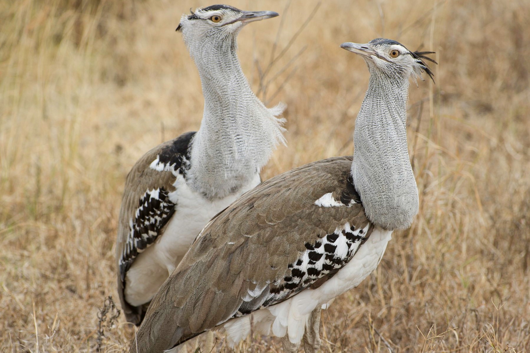 Kori Bustard in Uganda (Heaviest Flying Bird) - Arcadia Safaris