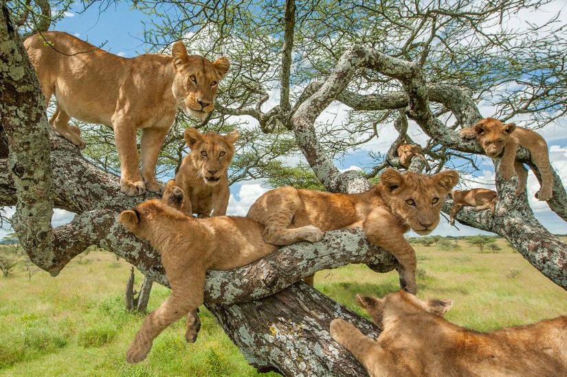 Tree-Climbing Lions in Uganda - Arcadia Safaris