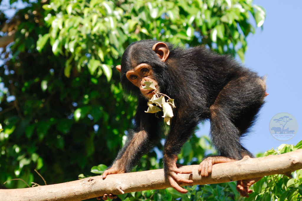 Facts about Chimpanzees: 10 Fascinating Truths You Need to Know