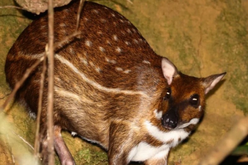 Water Chevrotains in Uganda: (Hyemoschus aquaticus) - Arcadia Safaris