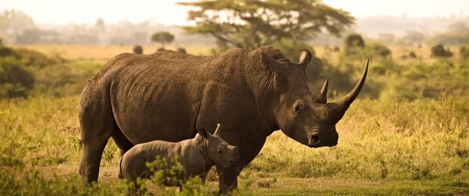Ziwa Rhino Sanctuary: Rhino Tracking in Uganda - Arcadia Safaris