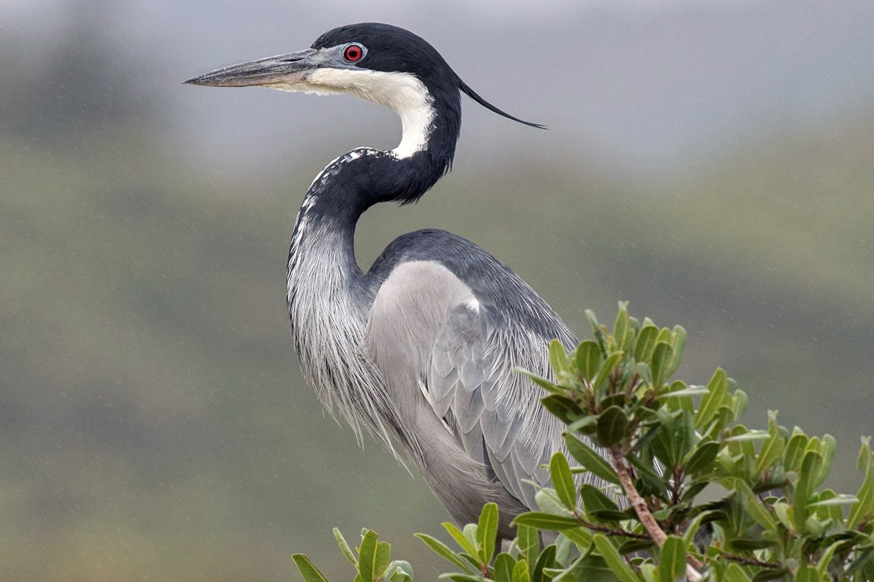 Black-headed Heron in Uganda (Ardea melanocephala)