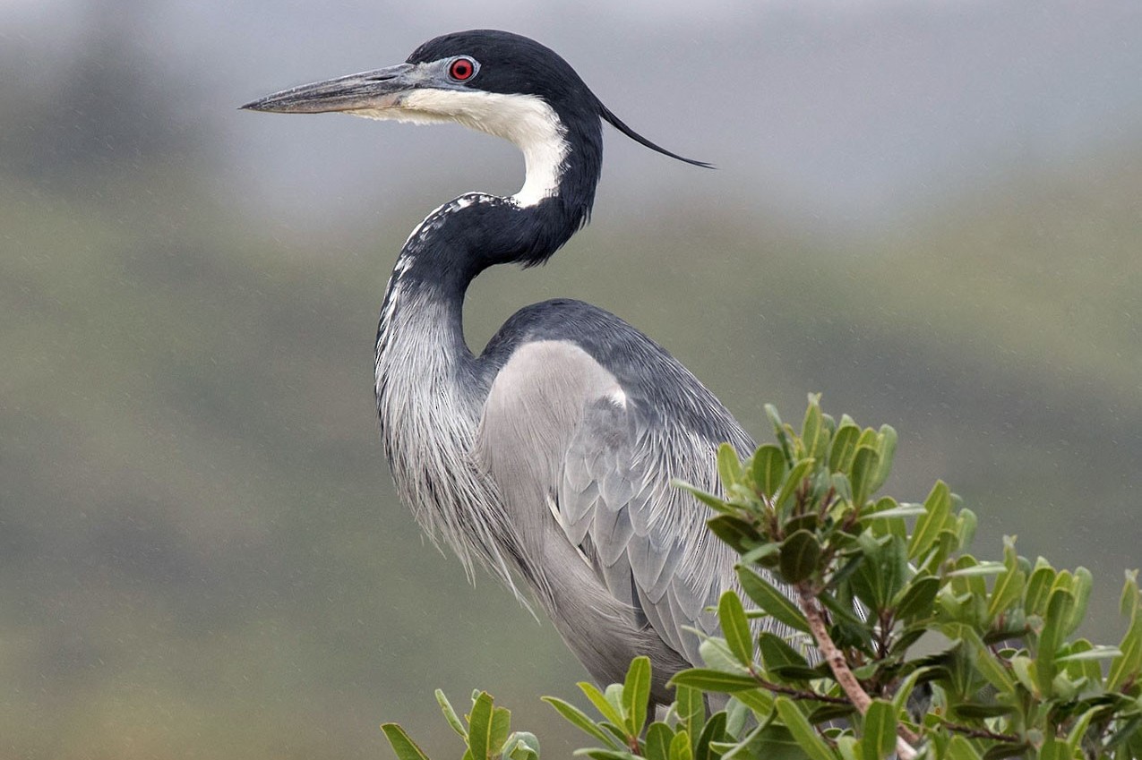 Black-headed Heron in Uganda (Ardea melanocephala) - Arcadia Safaris