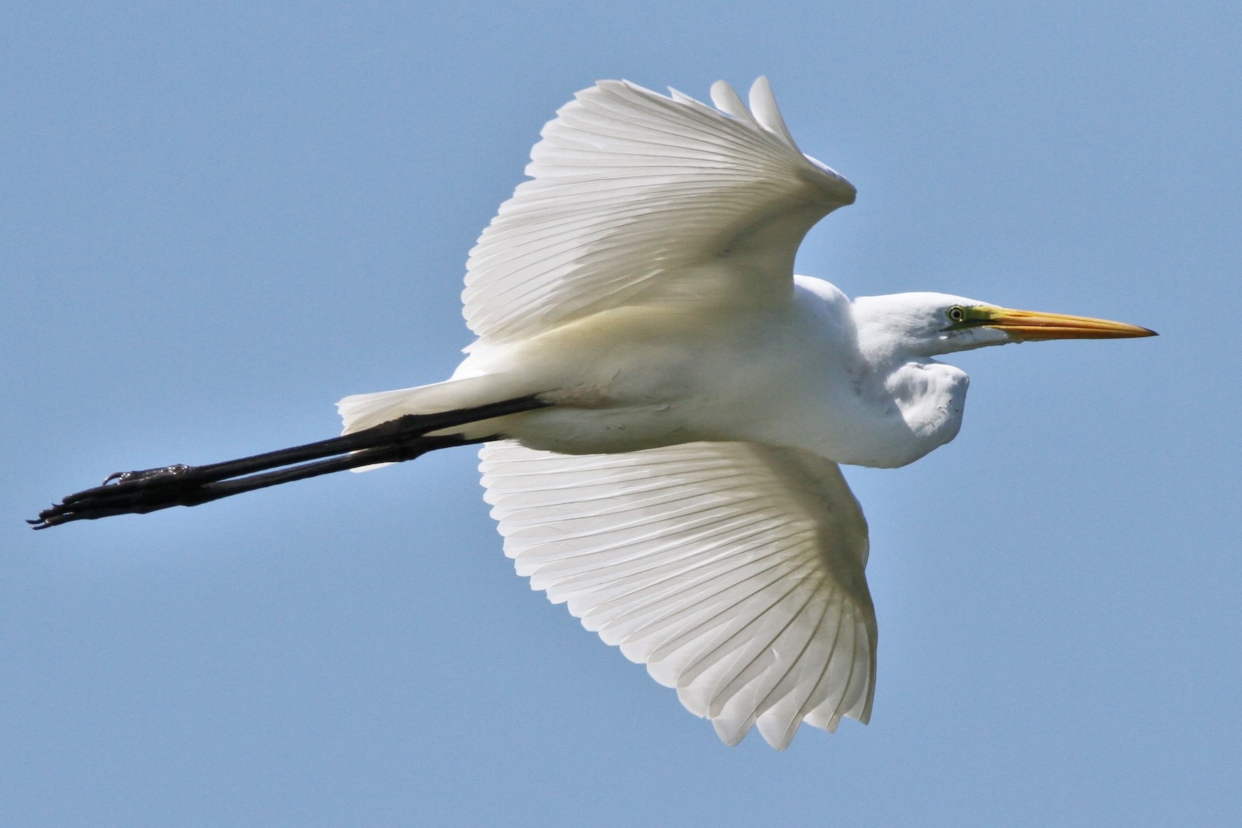 The Great White Egret (Ardea alba) in Uganda