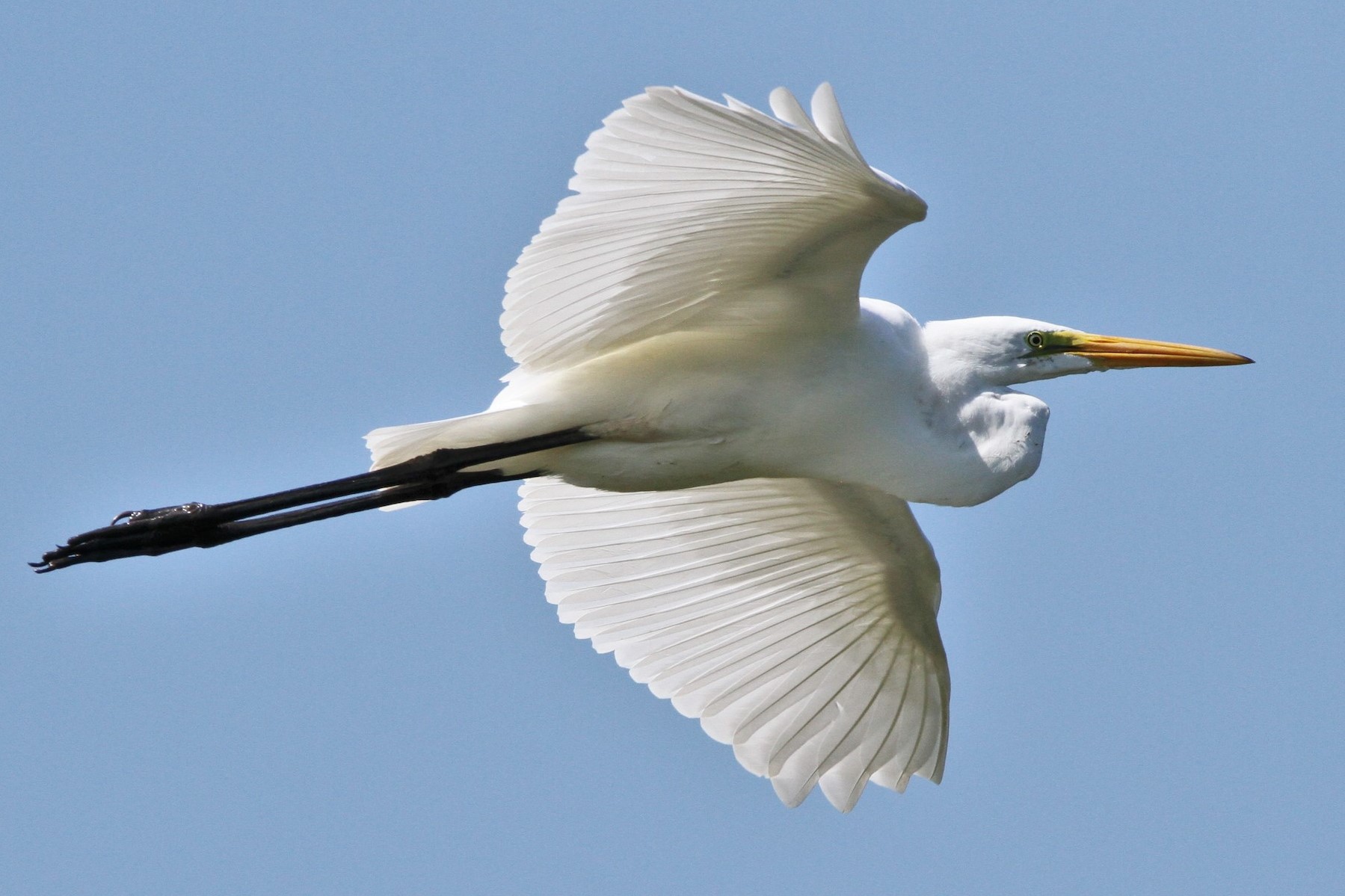 The Great White Egret (Ardea alba) in Uganda - Arcadia Safaris