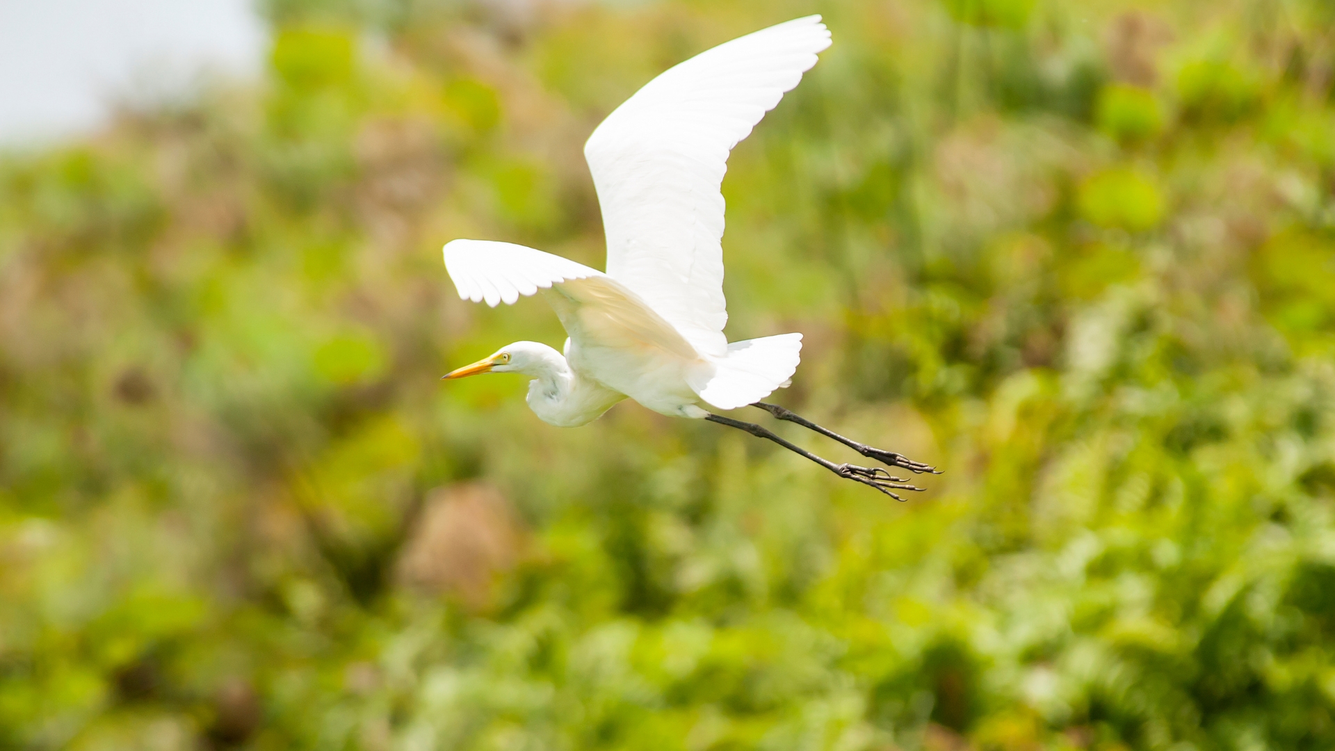 Great White Egret in Uganda