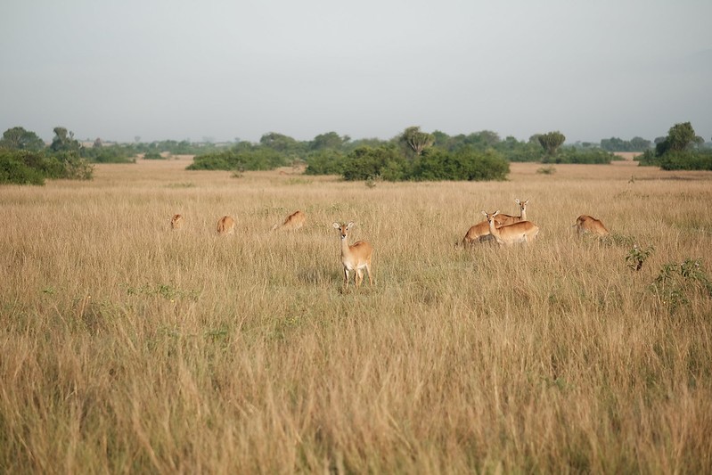 Kasenyi Plains | Queen Elizabeth National Park - Arcadia Safaris