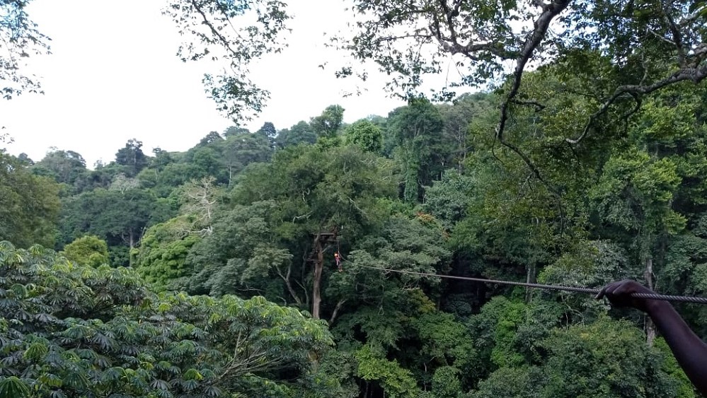 Mabira Central Forest Reserve | Forests of Uganda - Arcadia Safaris