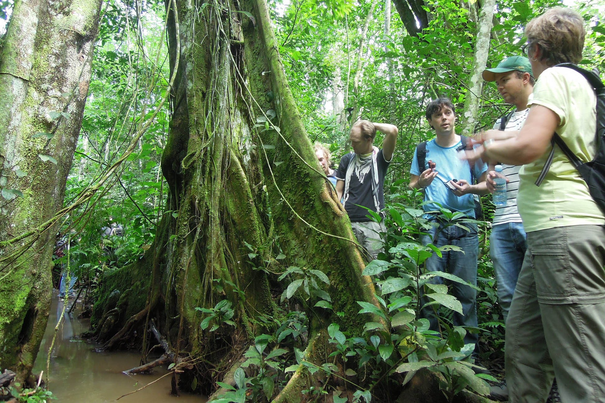 Mabira Central Forest Reserve | Forests of Uganda - Arcadia Safaris