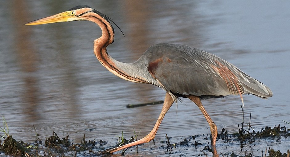 Purple Heron | Birds of Uganda - Arcadia Safaris