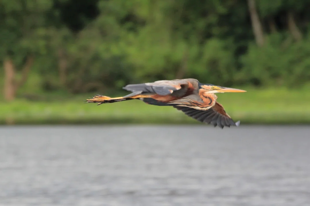 Purple Heron in Uganda 1