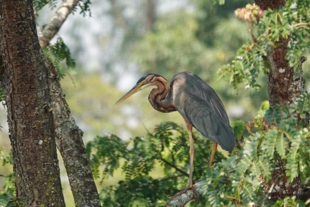 Purple Heron in Uganda
