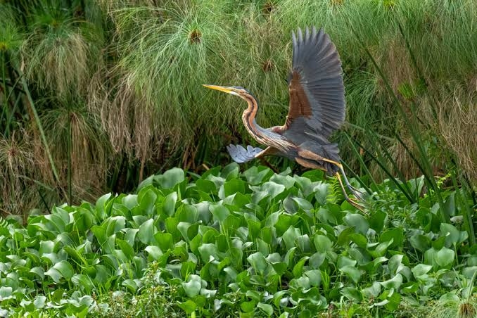 Uganda Purple Heron