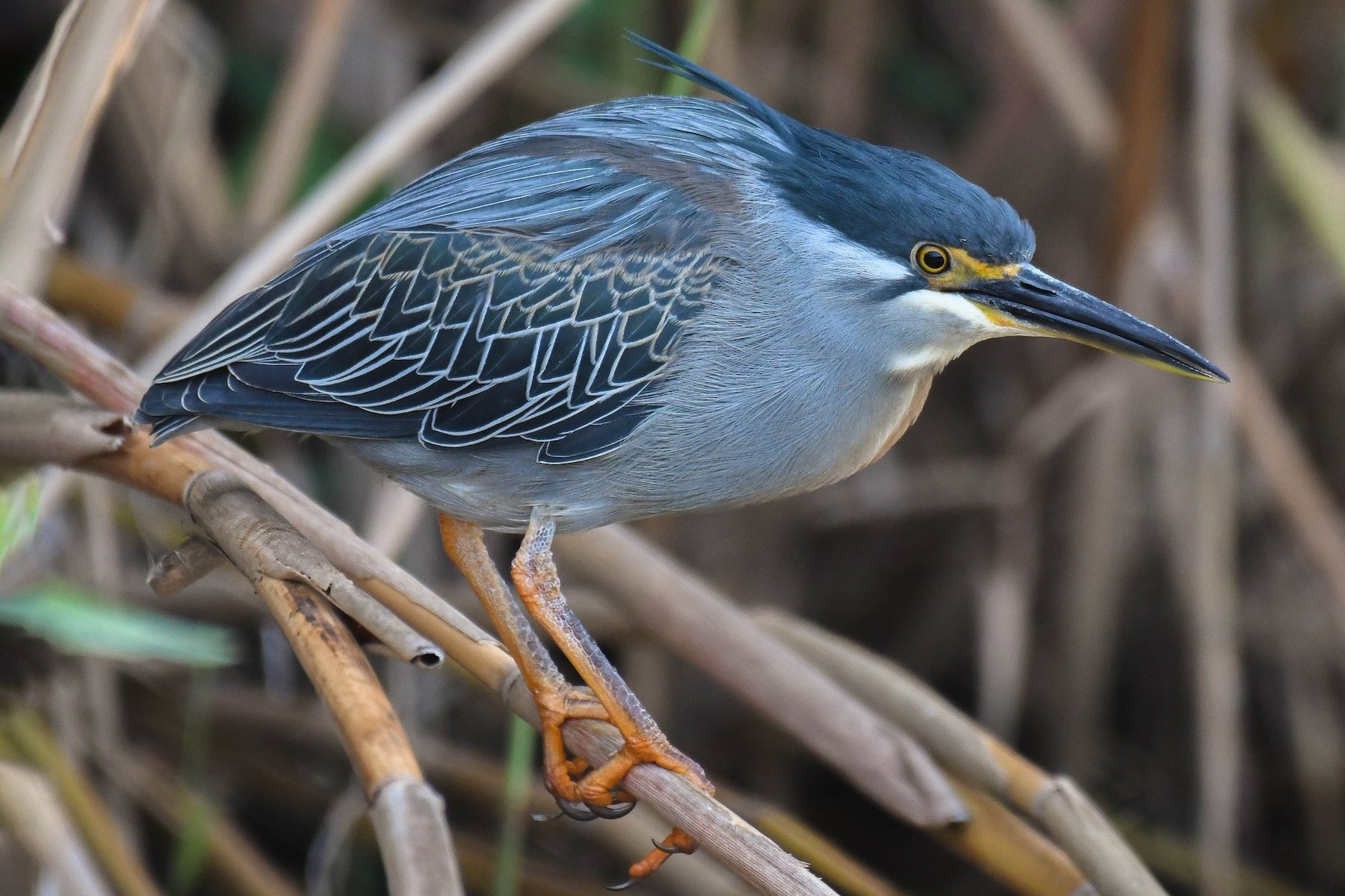 Striated Heron in Uganda (Butorides striata)