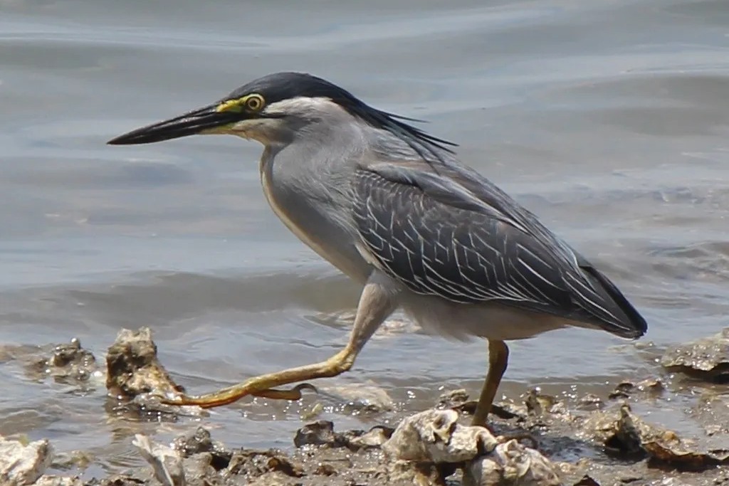 Striated Heron in Uganda (Butorides striata)