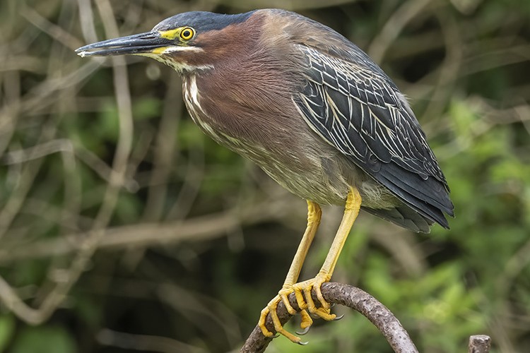 Striated Heron in Uganda