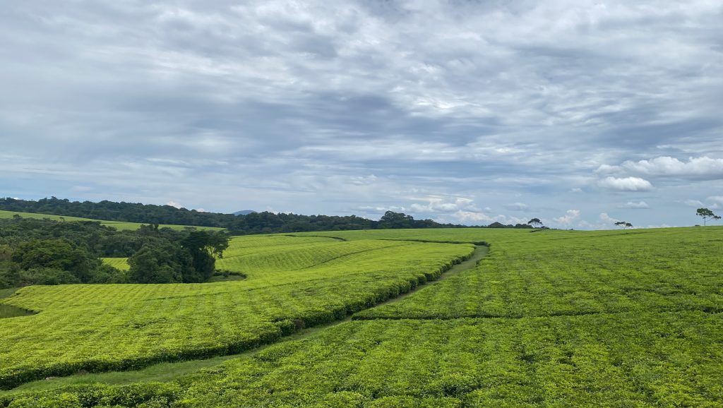 Tea Estates in Uganda
