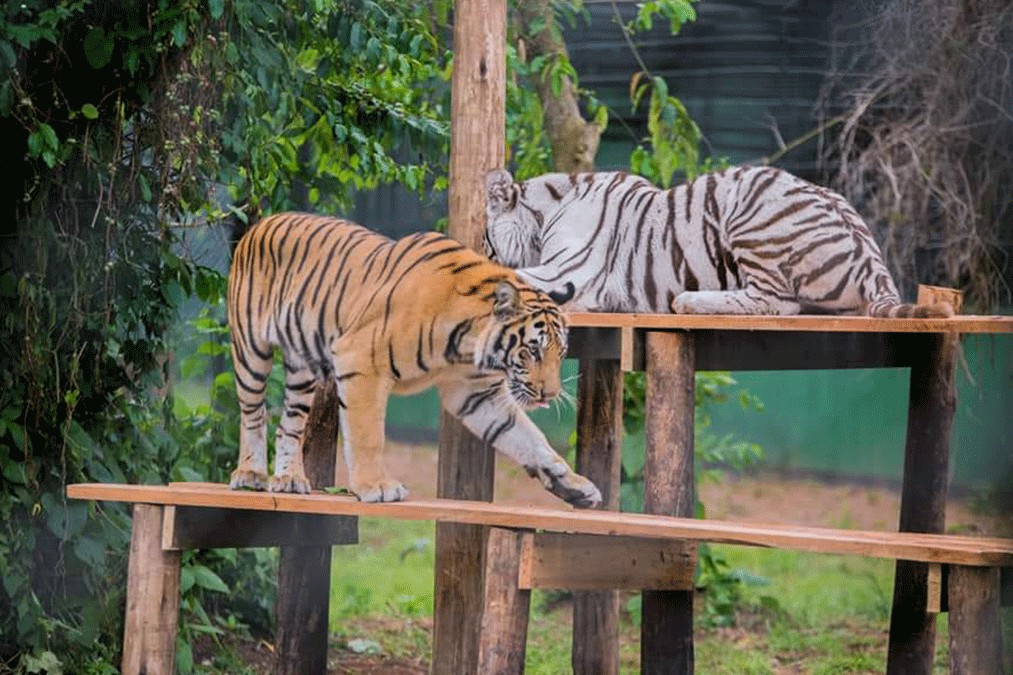 Tigers at Entebbe Zoo