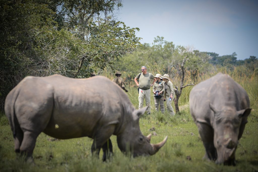 Ziwa Rhino Sanctuary: Rhino Tracking in Uganda