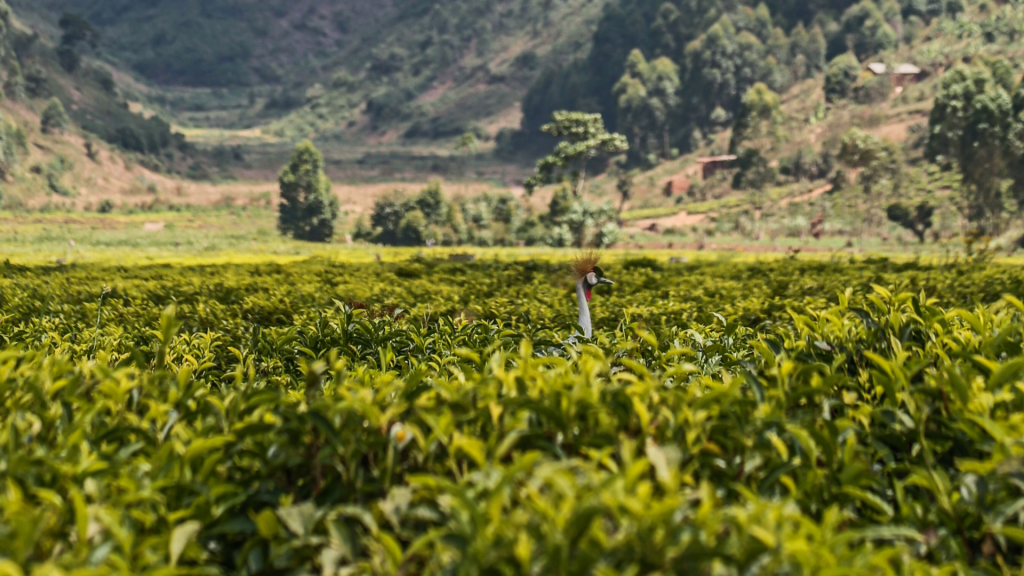 Tea Tours in Uganda