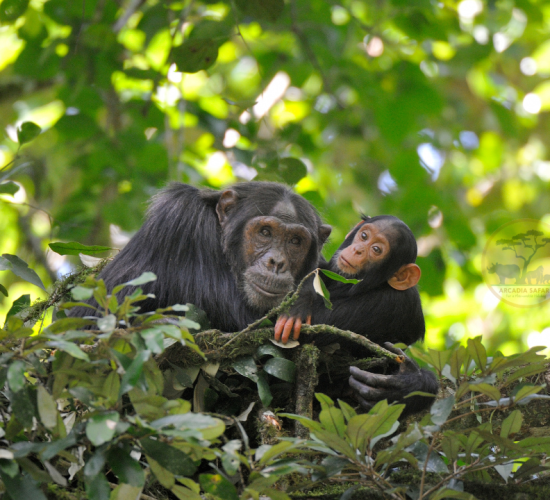 Chimpanzee Habituation Experience Safaris in Uganda
