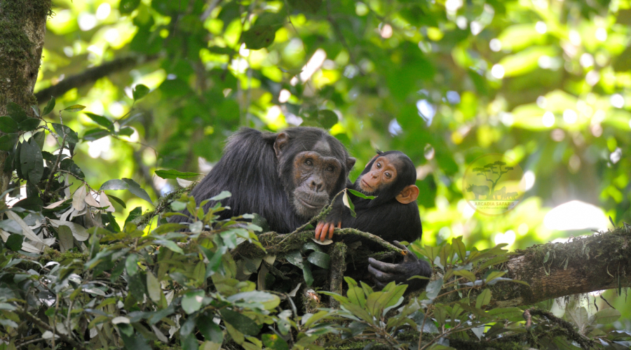 Chimpanzee Habituation Experience Safaris in Uganda