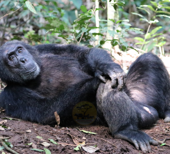 Chimpanzee Habituation Experience | Safaris in Uganda