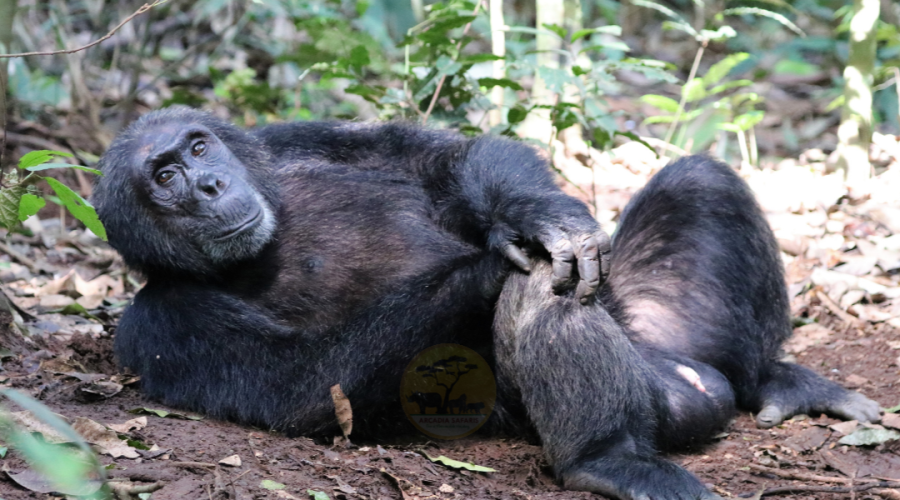 Chimpanzee Habituation Experience | Safaris in Uganda