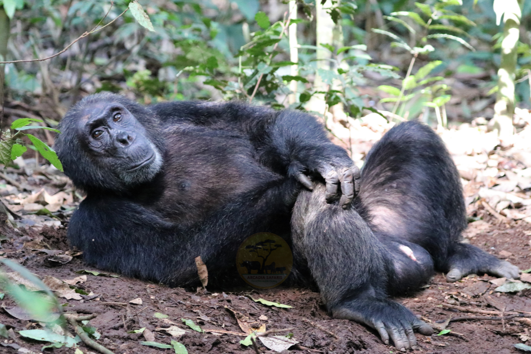 Chimpanzee Habituation Experience | Safaris in Uganda