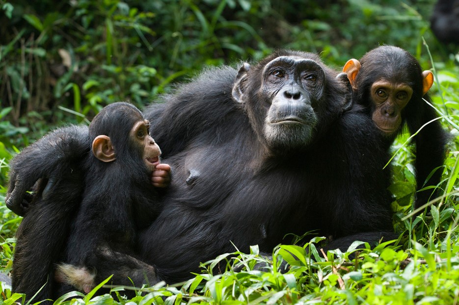 Chimpanzee Habituation Safaris | Experience in Uganda - Arcadia Safaris