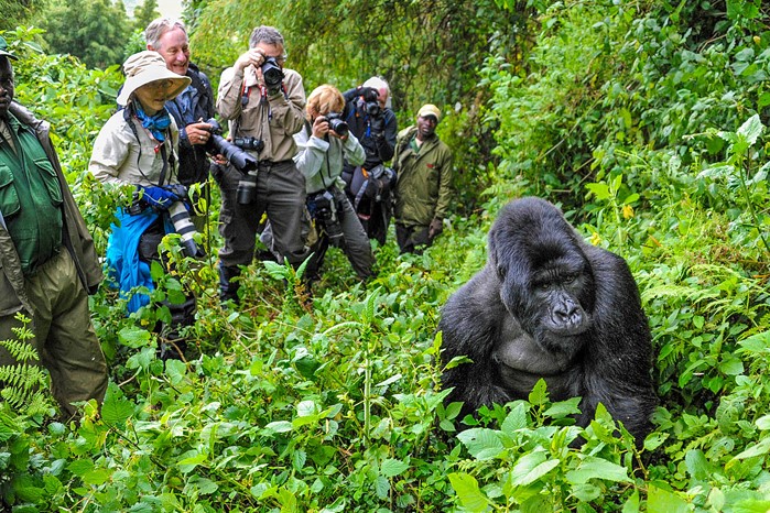 Gorilla Habituation Experience in Uganda - Arcadia Safaris