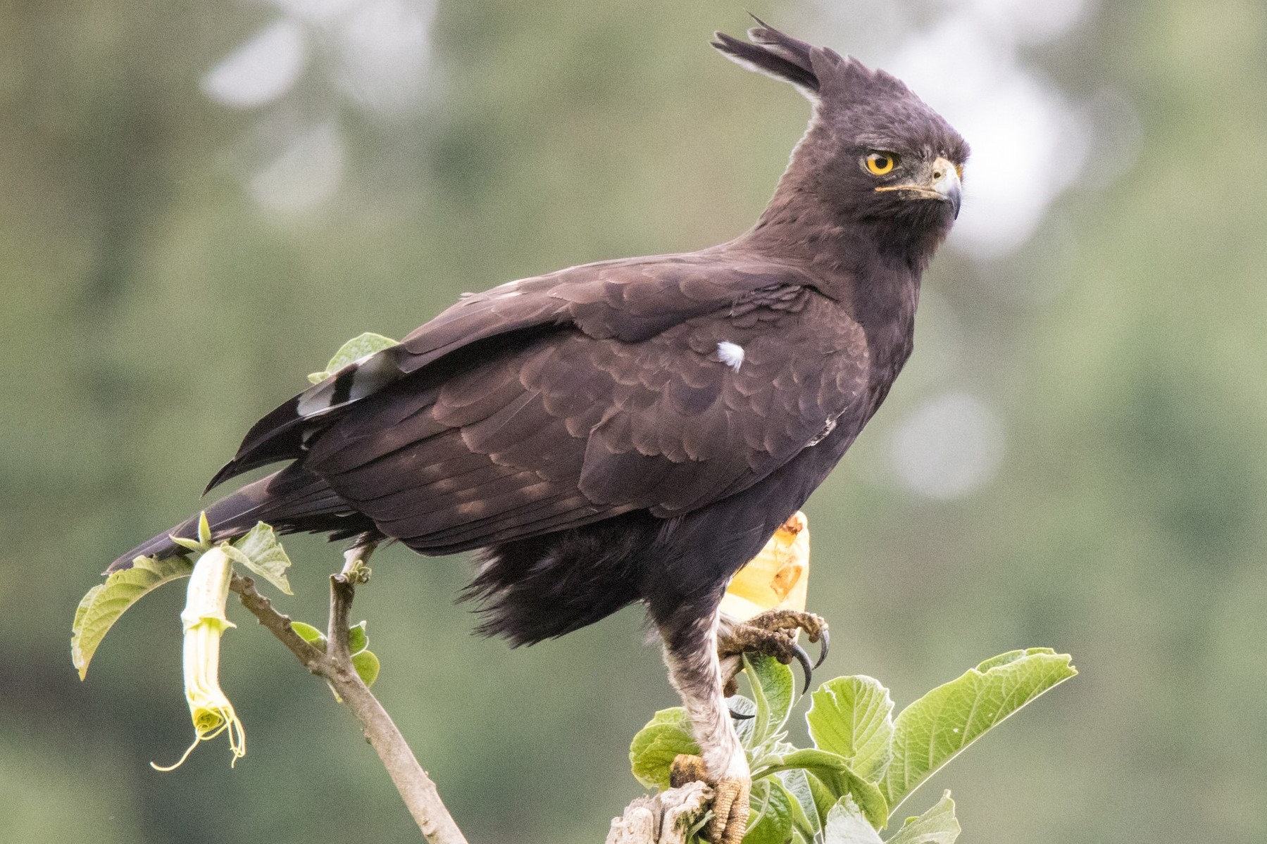 The Long-Crested Eagle in Uganda (Lophaetus occipitalis) - Arcadia Safaris