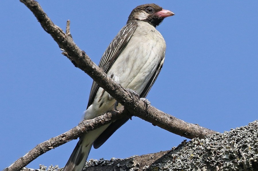 The Greater Honeyguide (Indicator indicator) in Uganda - Arcadia Safaris