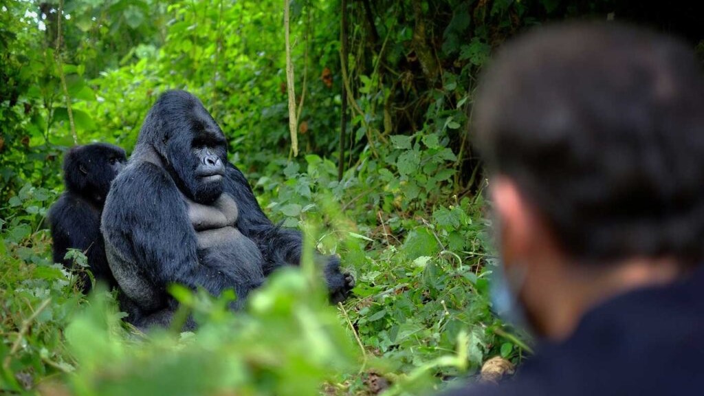 Relationships | Differences Between Gorillas and Humans - Arcadia Safaris