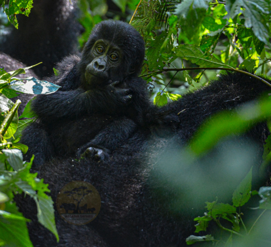 Environmental Responsibility - Relationships | Differences Between Gorillas and Humans