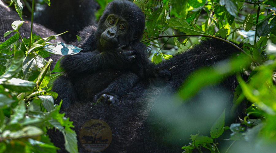 Environmental Responsibility - Relationships | Differences Between Gorillas and Humans