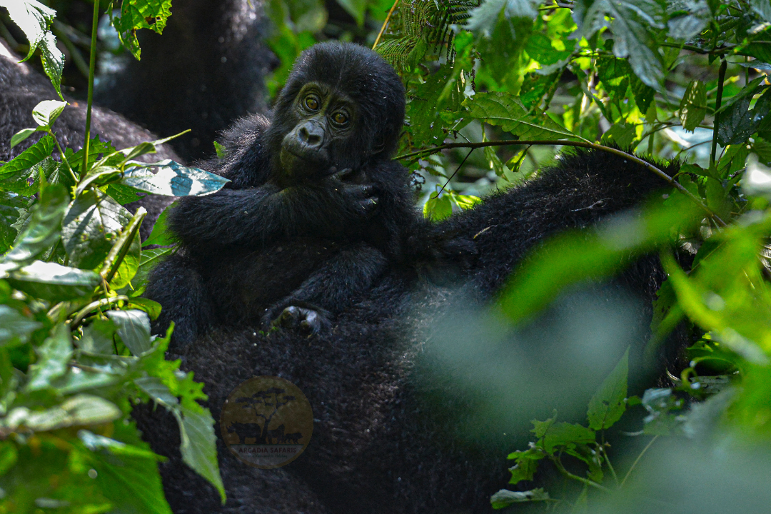 Environmental Responsibility - - Rushaga Sector - Relationships | Differences Between Gorillas and Humans