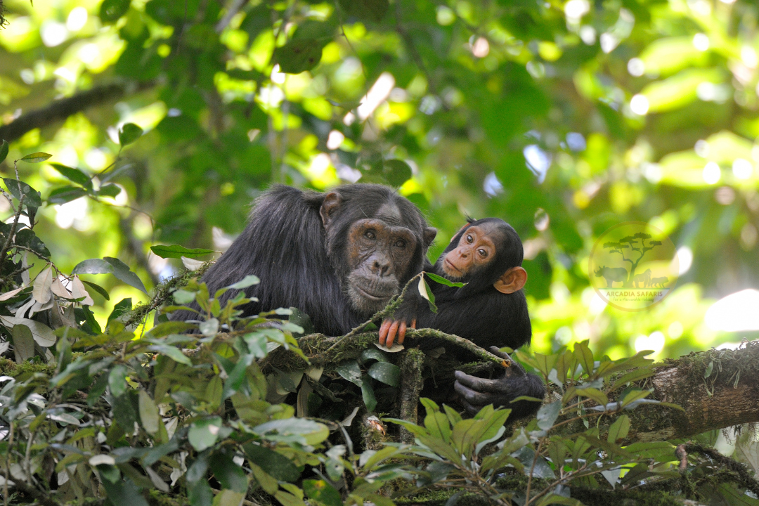 Why are Chimpanzees Endangered?