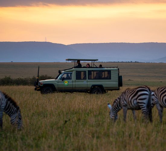 Game Drives in Uganda
