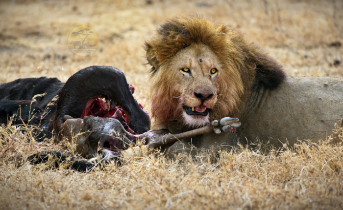 3 Day Best of Serengeti Wildlife Safari