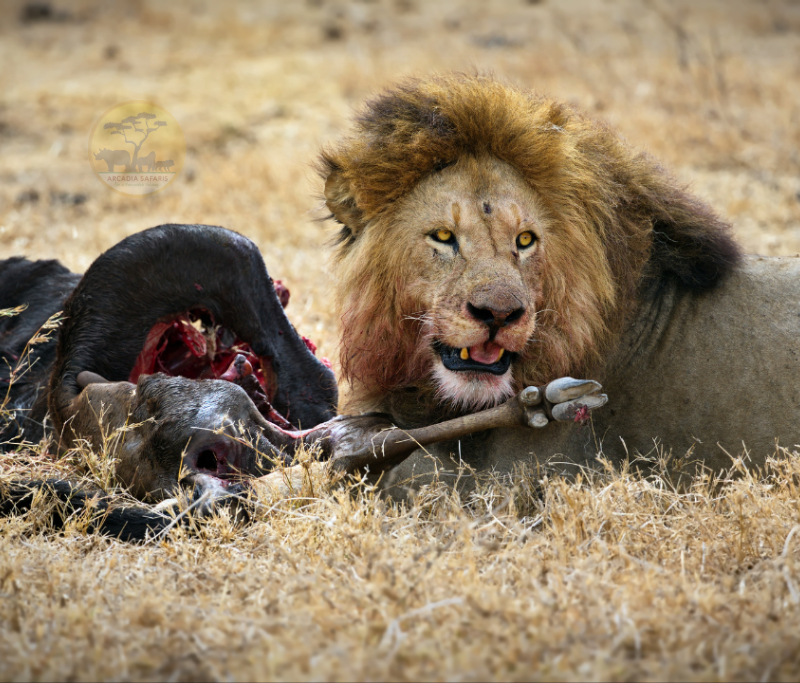 3 Day Best of Serengeti Wildlife Safari
