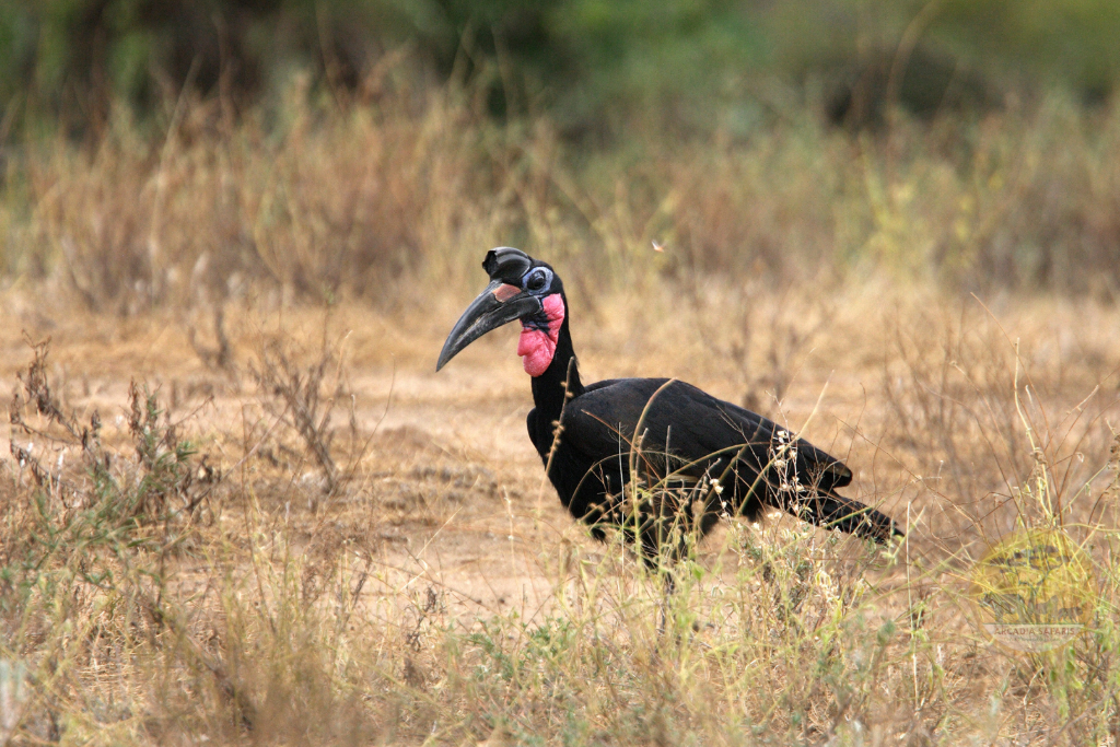 Abyssinian Ground Hornbill 