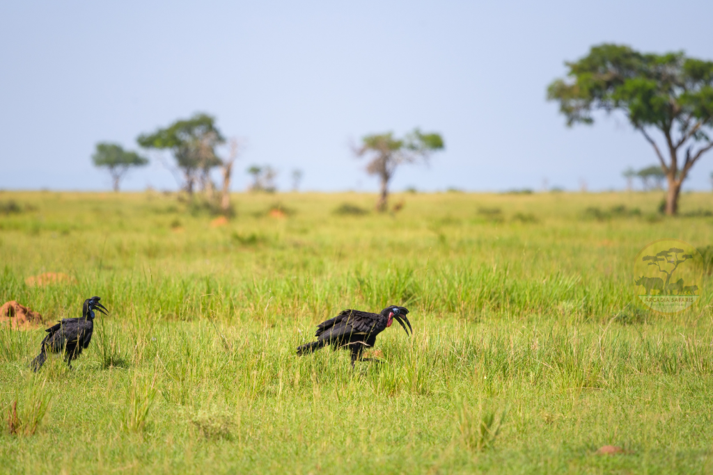 Abyssinian Ground Hornbill (Bucorvus abyssinicus) in Uganda