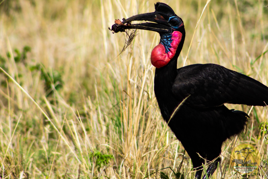 Abyssinian ground hornbill 