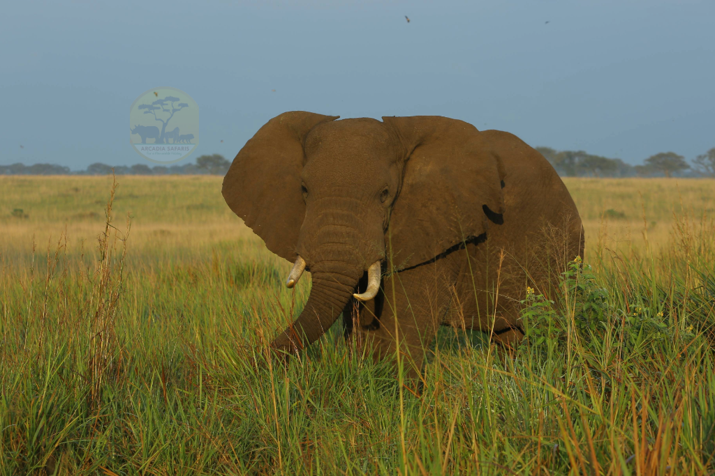 Narus Valley | Kidepo Valley National Park
